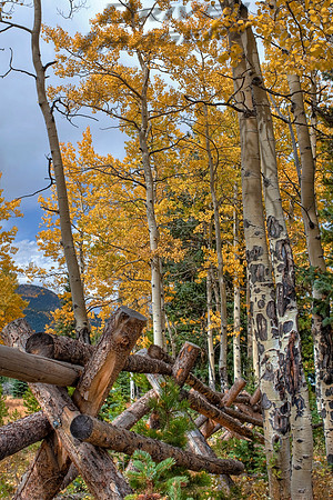 Squaw Pass Aspen & Fence