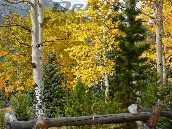 Squaw Pass Aspen & Pine Tree